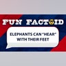 elephants can hear with their feet
