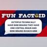 octopus technically have nine brains! they have one central brain and mini-brains in each arm