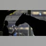 Horse gets bath