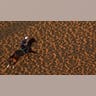 A horse works out