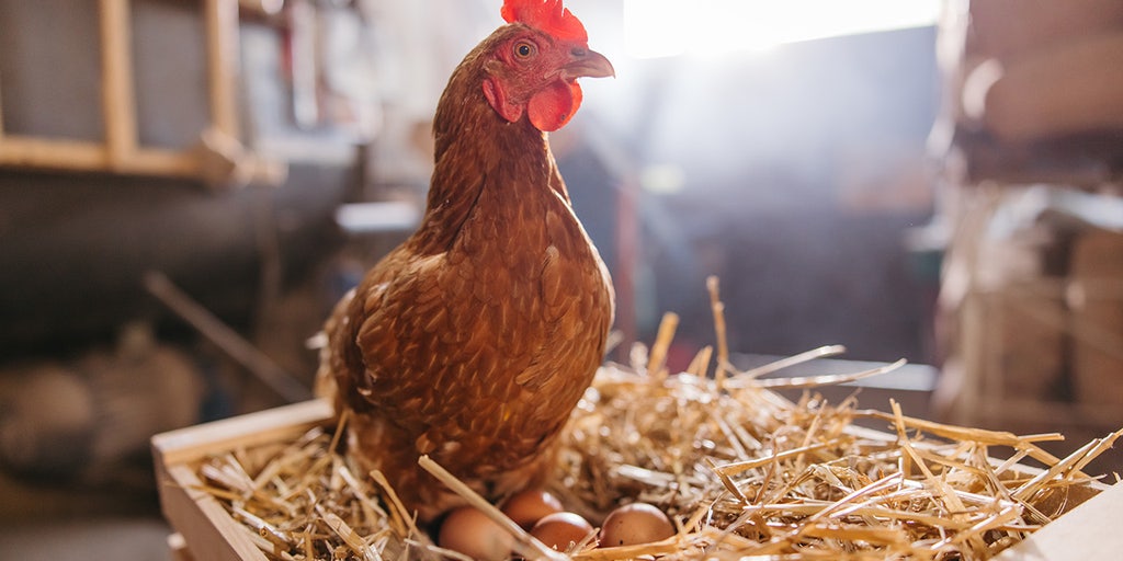More Americans seek eggs at home as chicken coop interest surges: What experts want you to know