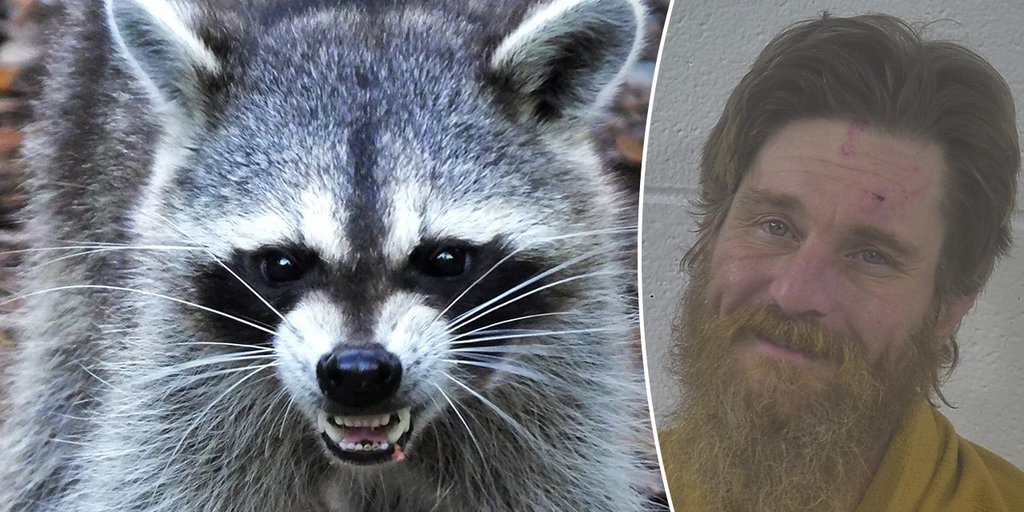 https://a57.foxnews.com/static.foxnews.com/foxnews.com/content/uploads/2025/06/1024/512/split-of-raccoon-and-jonathan-mason.png?ve=1&tl=1