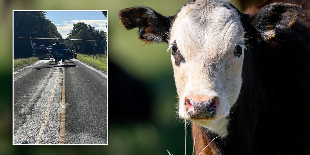 https://a57.foxnews.com/static.foxnews.com/foxnews.com/content/uploads/2025/06/1024/512/upset-cow-airlift.jpg?ve=1&tl=1