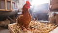 More Americans seek eggs at home as chicken coop interest surges: What experts want you to know - Fox News