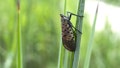 Invasive pests could stage dramatic comeback this summer, experts warn - Fox News