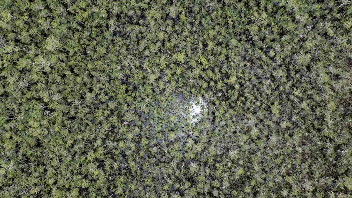 "Alligator Alcatraz" in Everglades