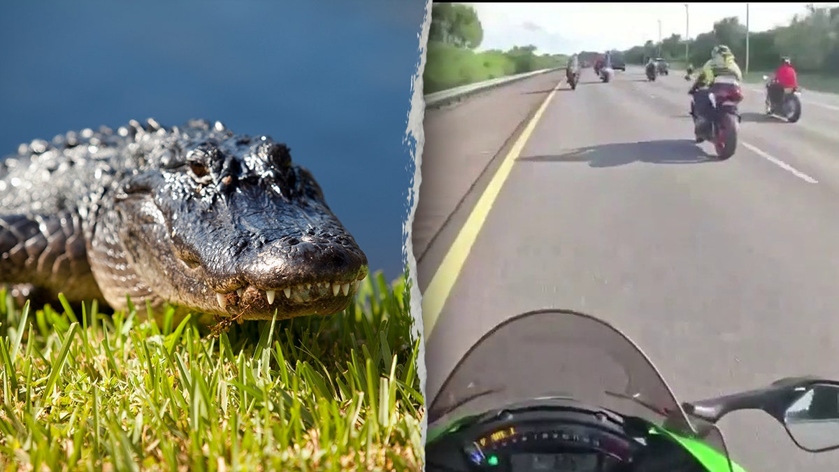 Alligator/bike accident split