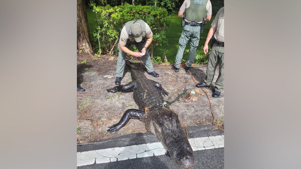 The 12-foot alligator found in Lake Waccamaw