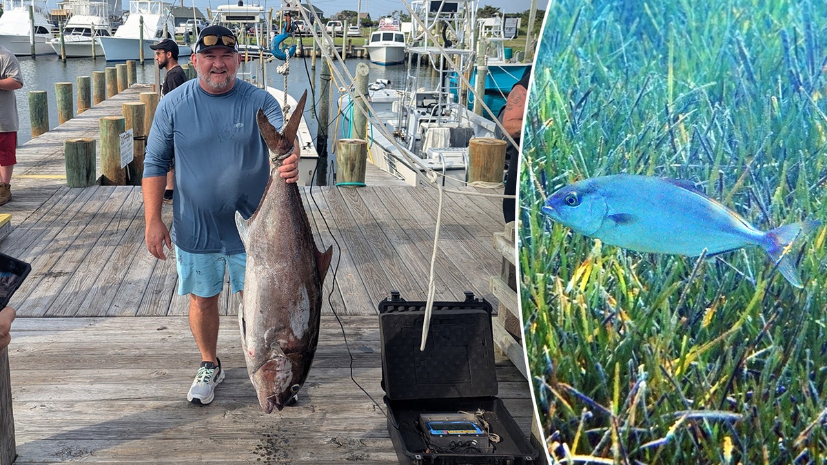 almaco jack fish record north carolina june 2025