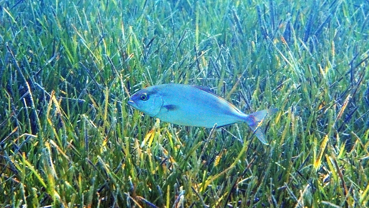 almaco jack fish