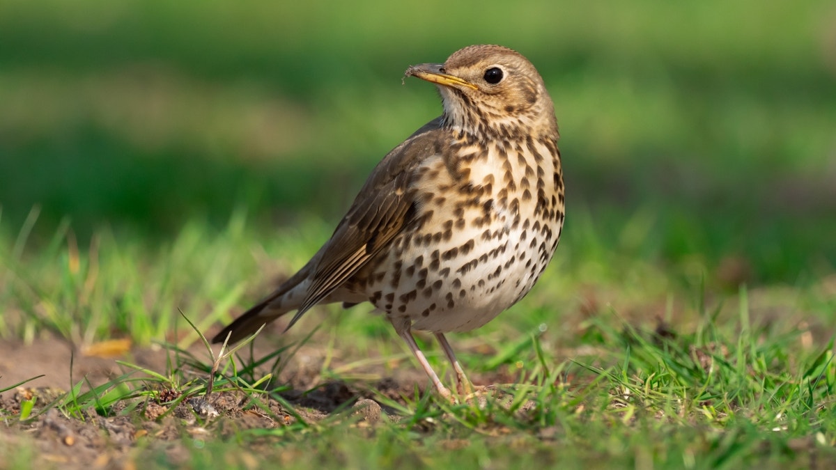 Thrush sitting on grass
