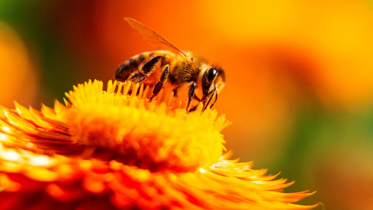 Bee close-up