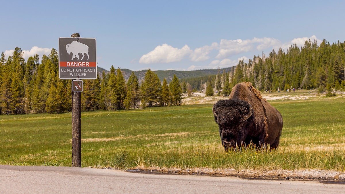 A sign in Yellowstone warning visitors against approaching wildlife