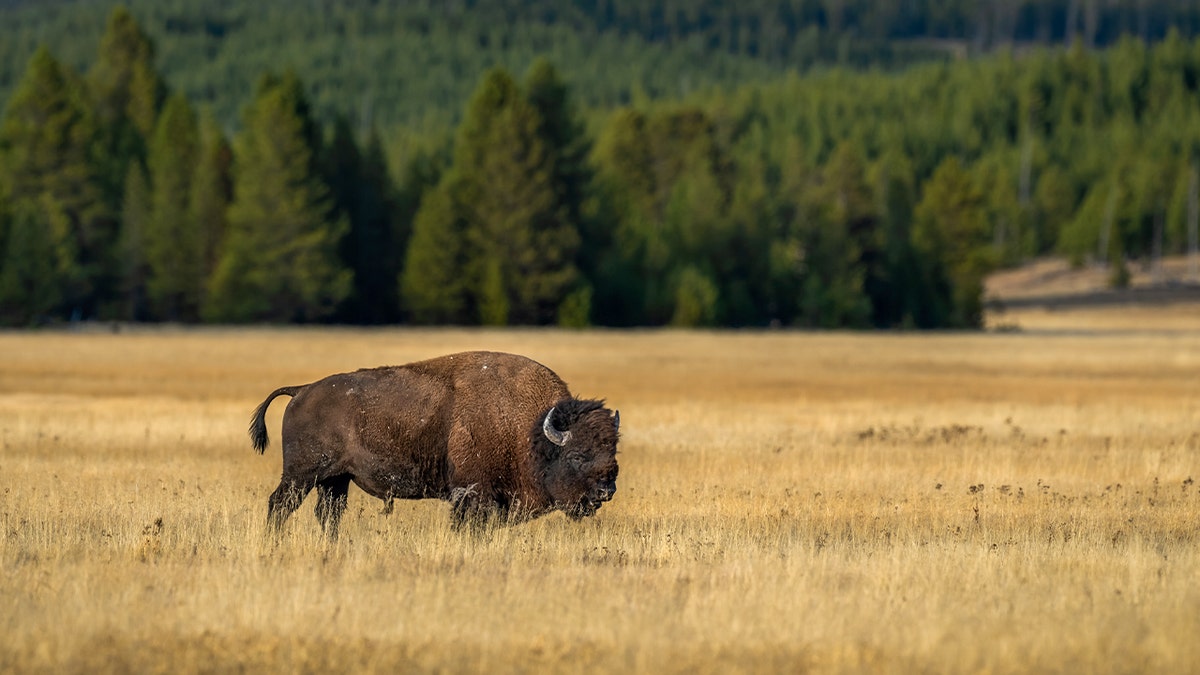 Bison in Yellowstone