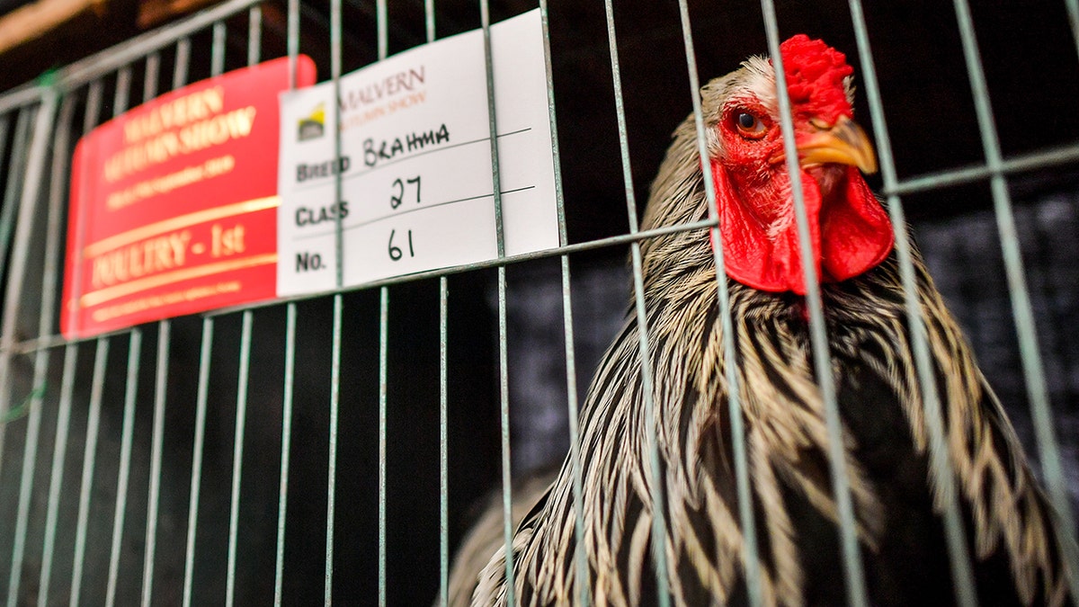 brahma-rooster