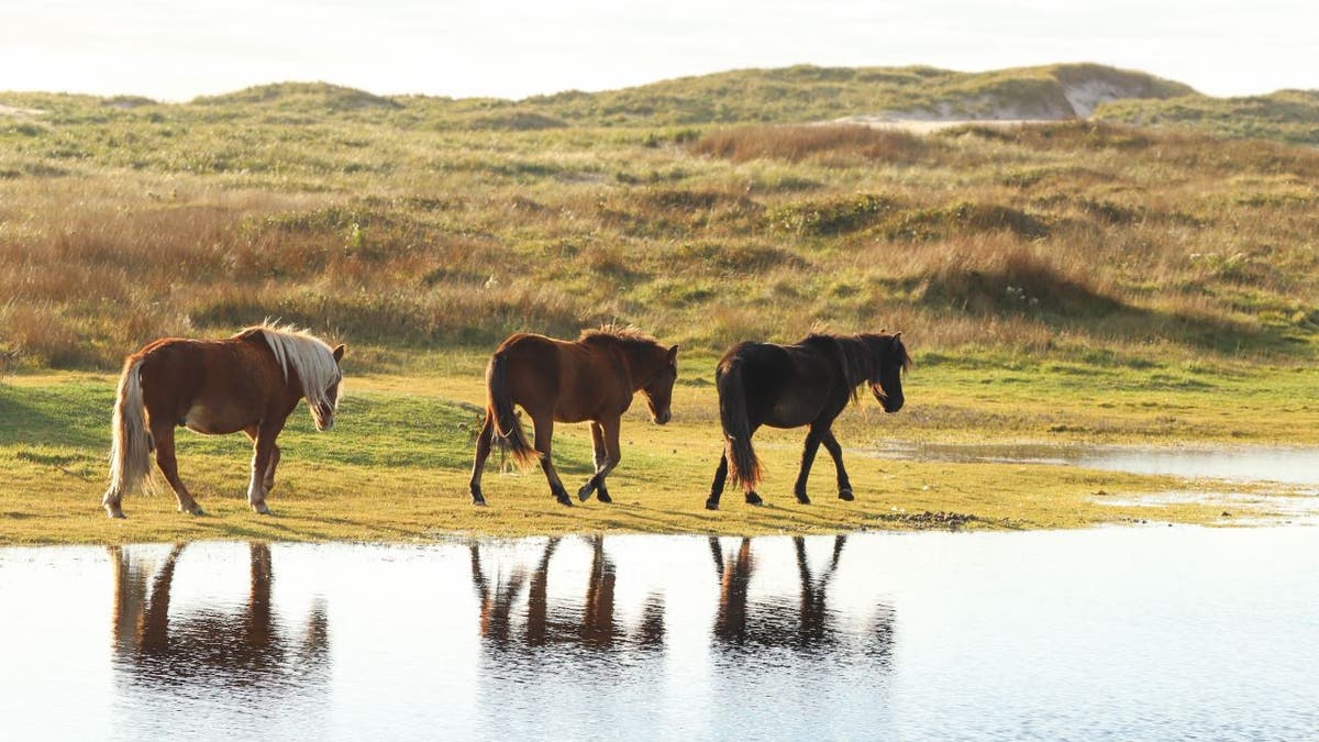 Horses on Sable Island