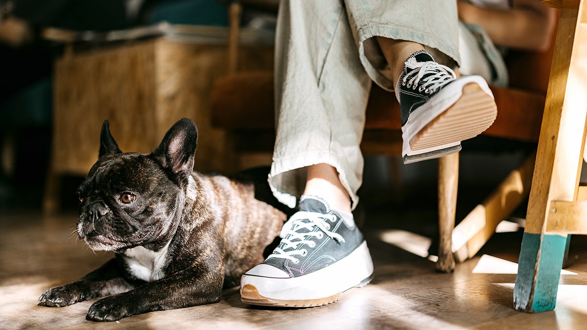 A dog sits next to a person's feet inside a cafe.