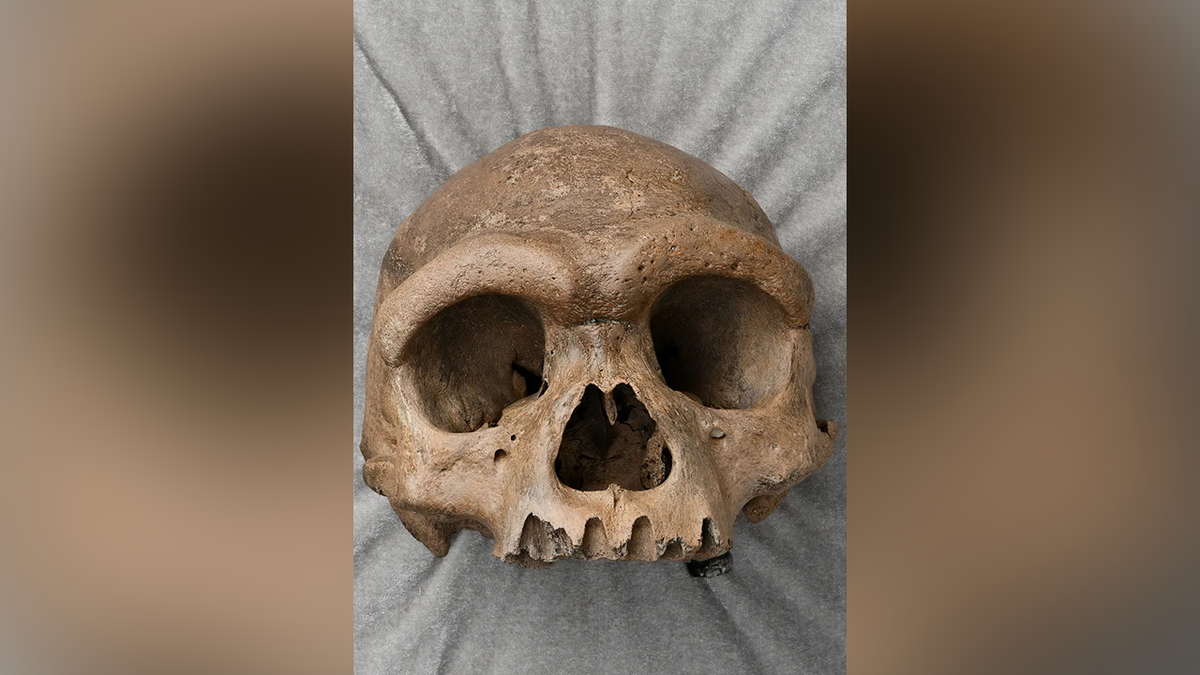 Cranium of nan "dragon man"