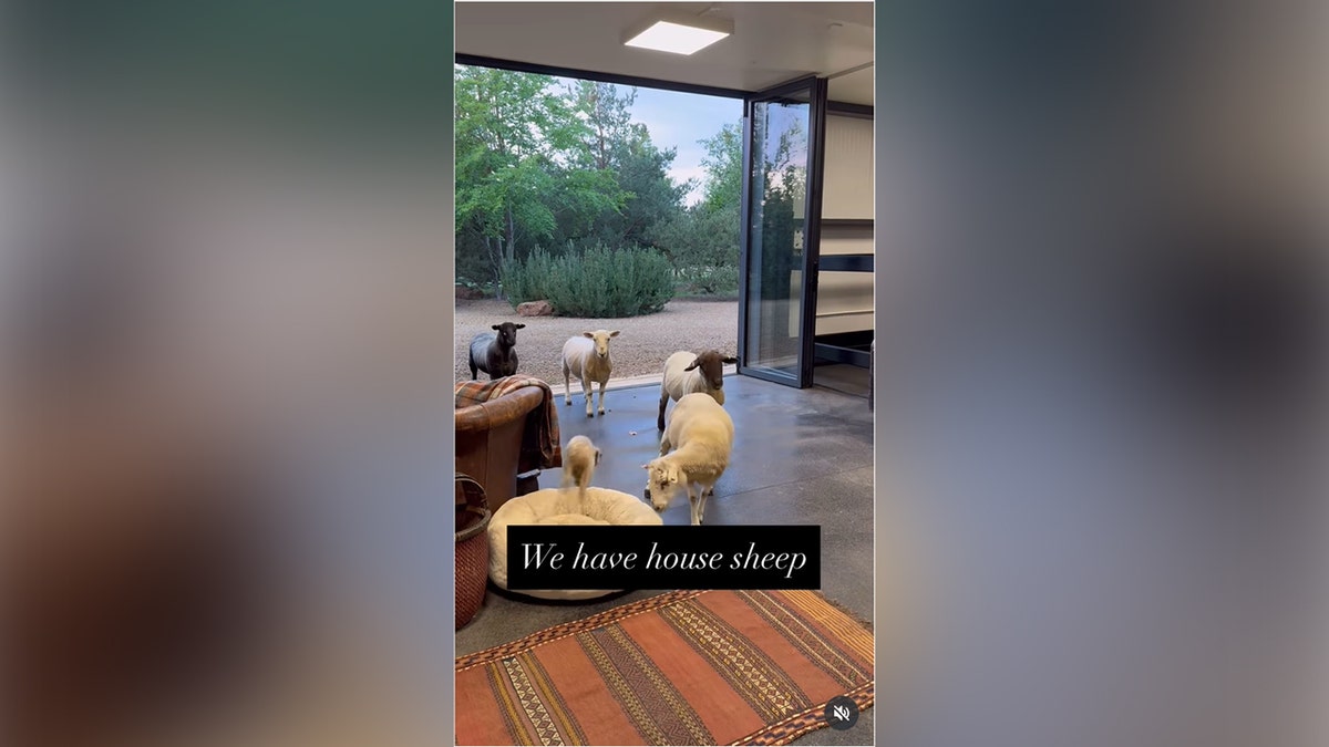 The sheep startled DeGeneres' dog when they got too close.