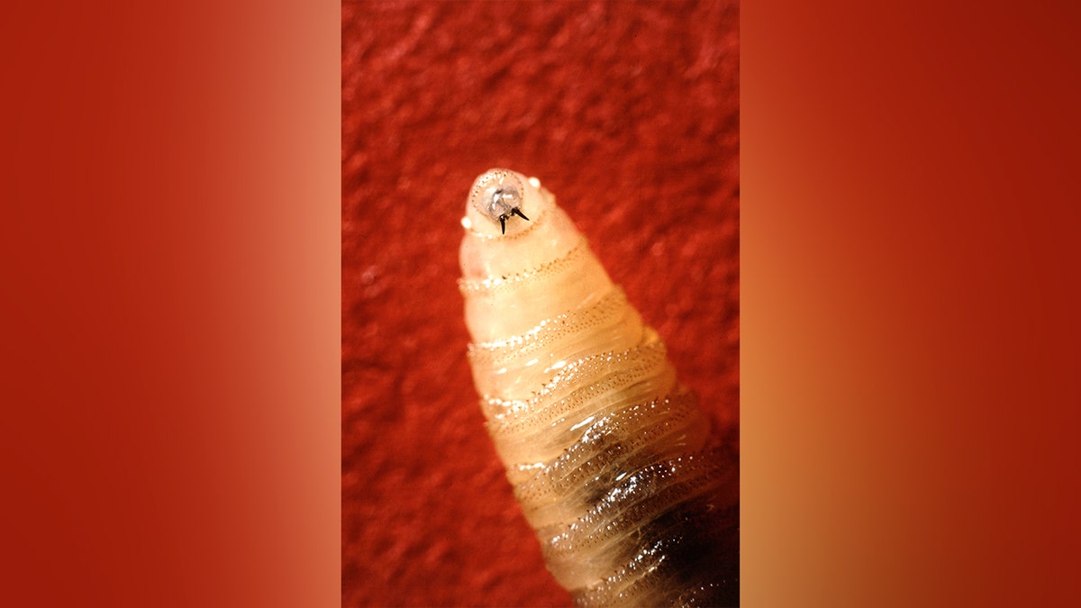 New World screwworm larvae