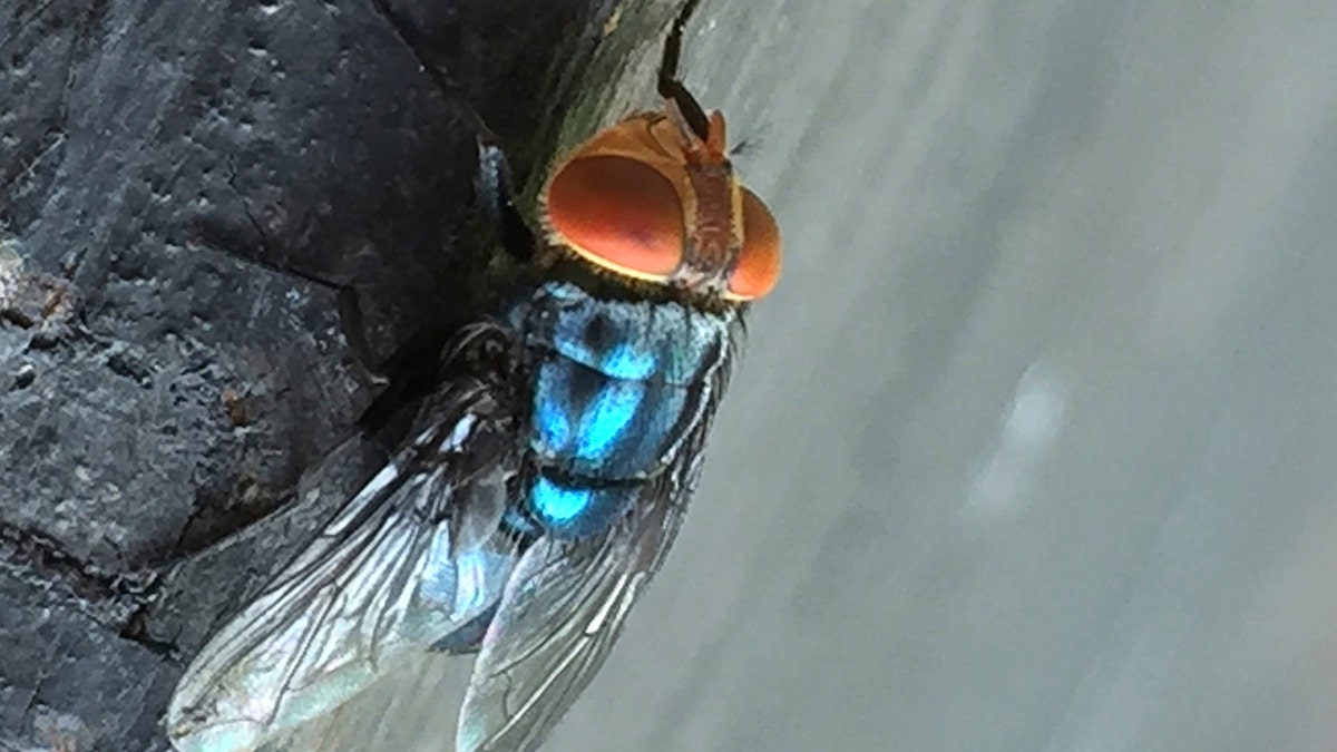 Fly Factory Texas