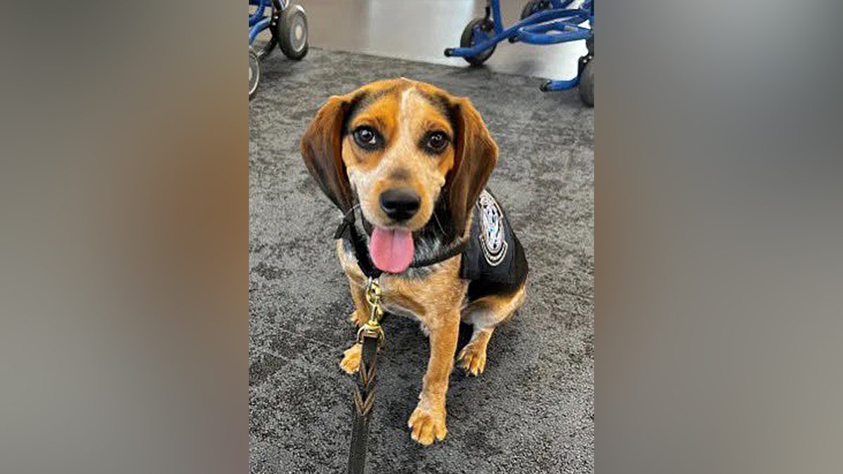 CBP beagle Freddy sitting at Dulles before attack