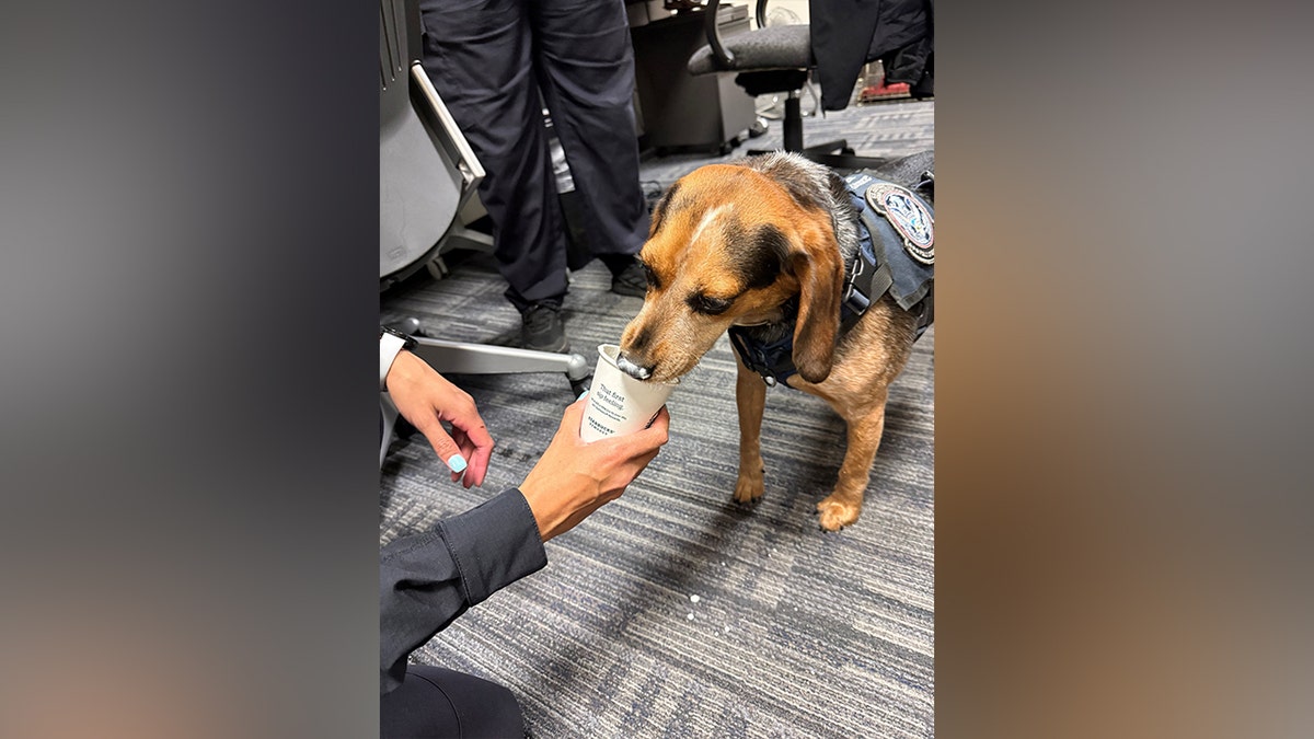 CBP dog Freddy eats Pup Cup while recovering from attack
