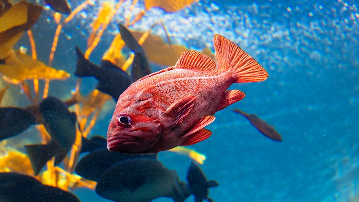 Red snapper fish swimming underwater in kelp forest.
