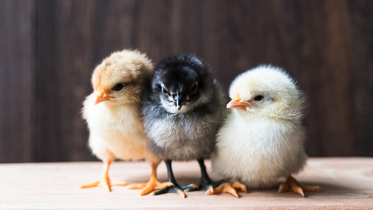Three little chicks