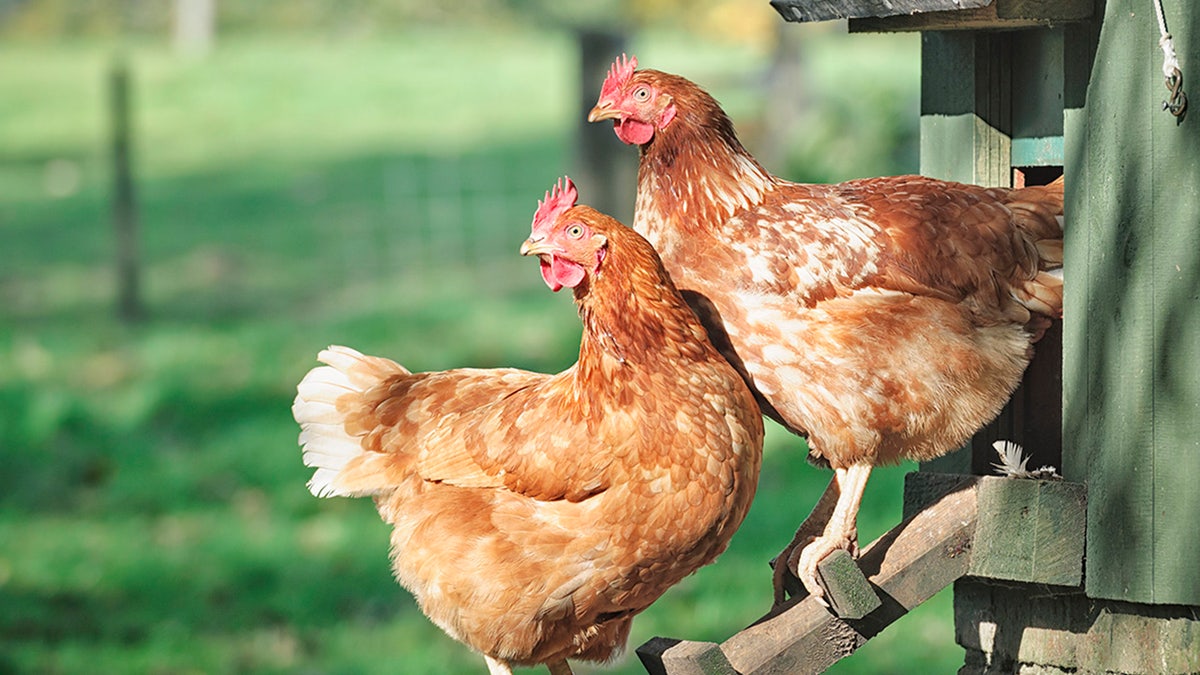 Two hens standing outside chicken coop
