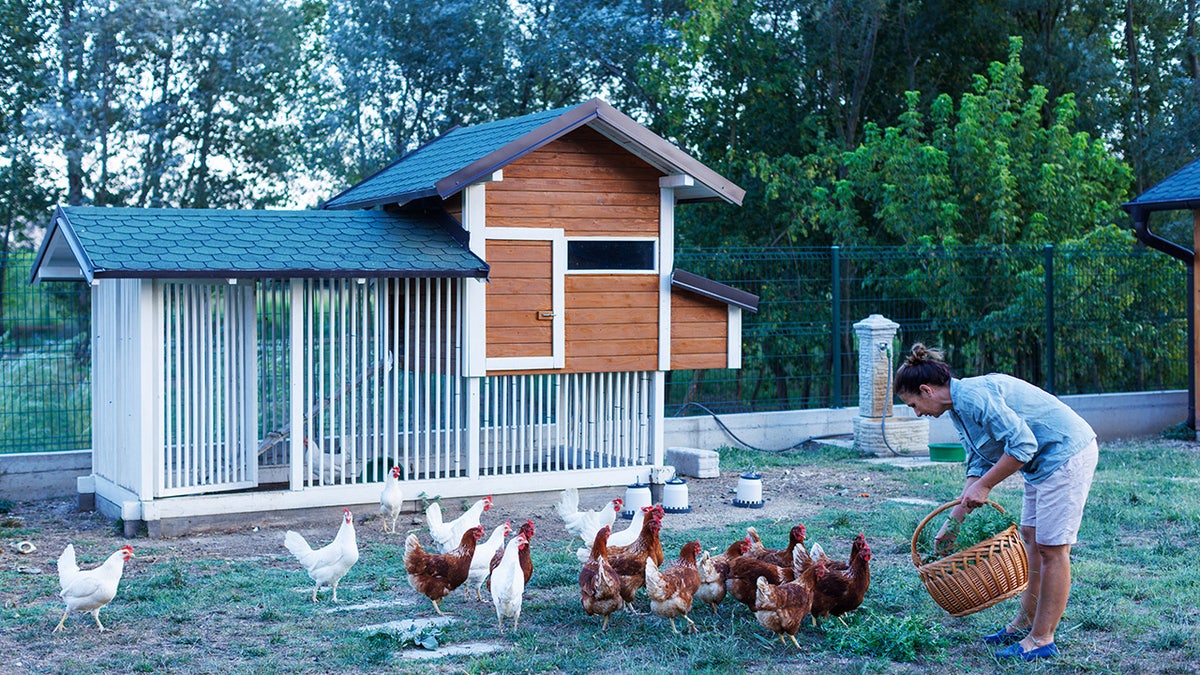 woman feeding her chickens