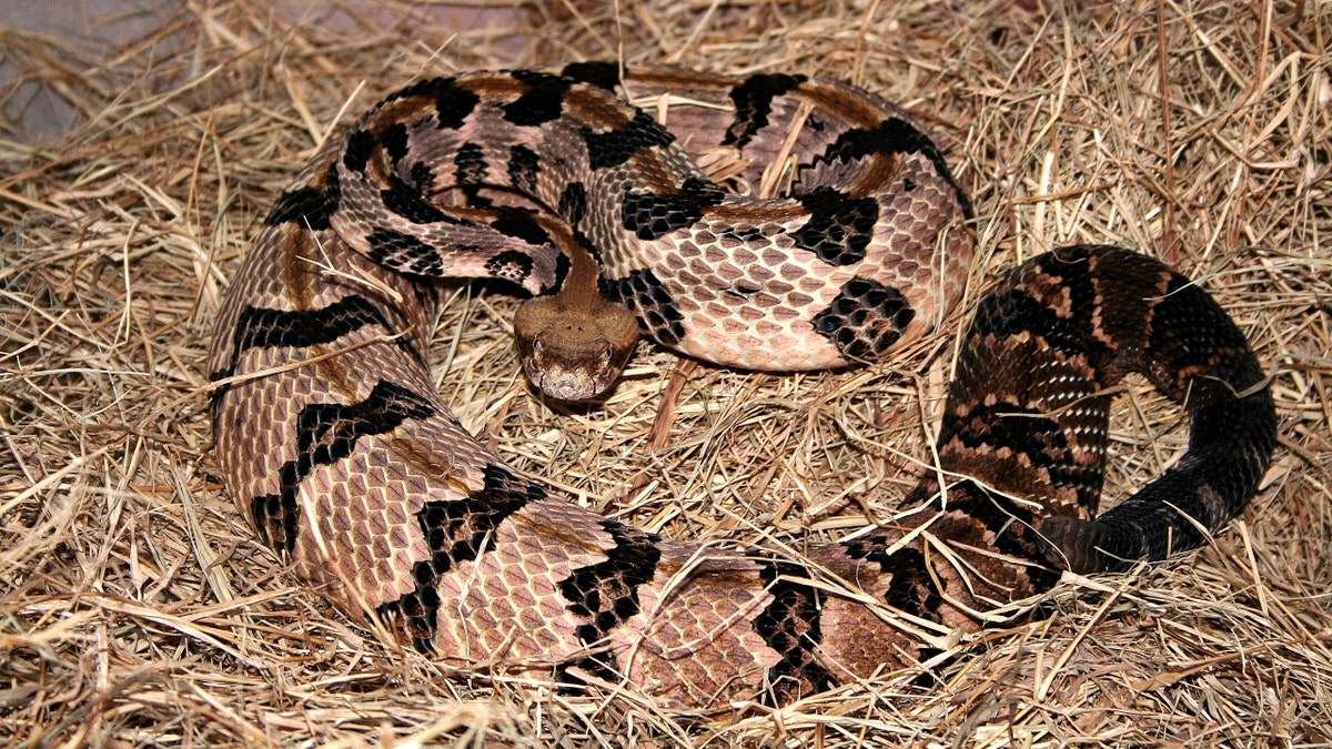 A timber rattlesnake
