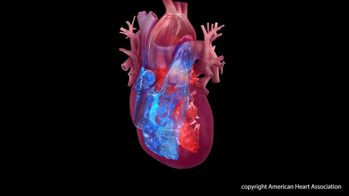 Heart chambers illustration