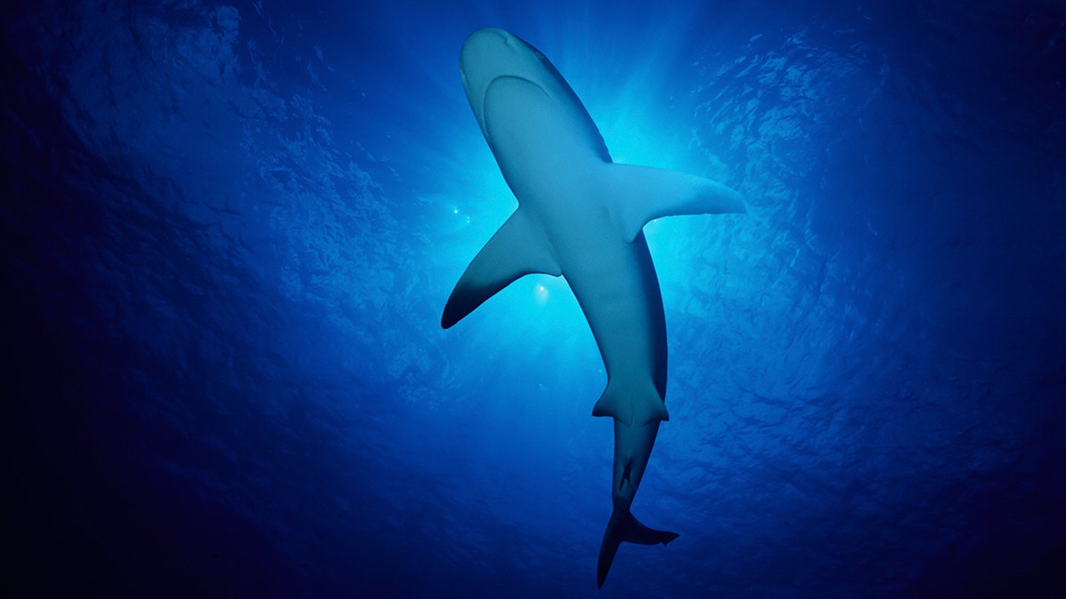 Shark successful water waters