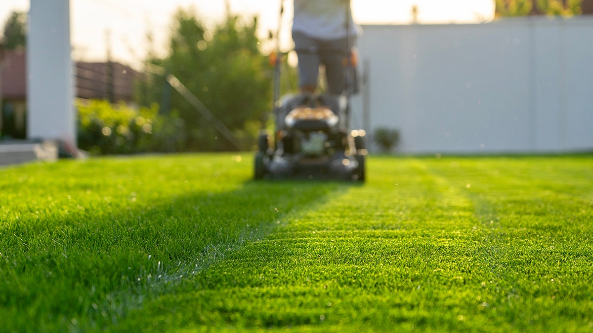 Low to the ground view of a man mowing the lawn, only torso and below pictured.