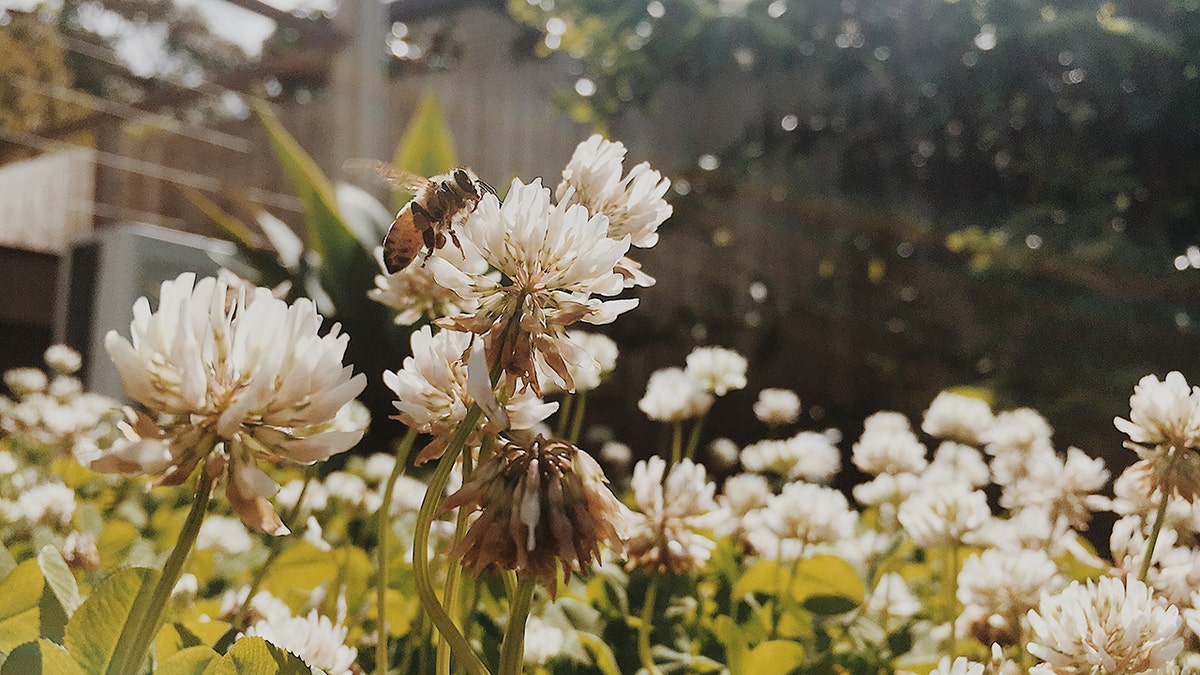 A closeup shot of a honeybee landing on a white flower in a sunlit garden.