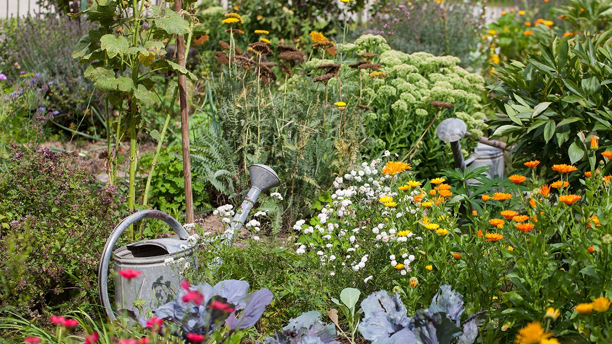 A natural lawn filled with flowers and native plants, a watering can sits amidst the flora.