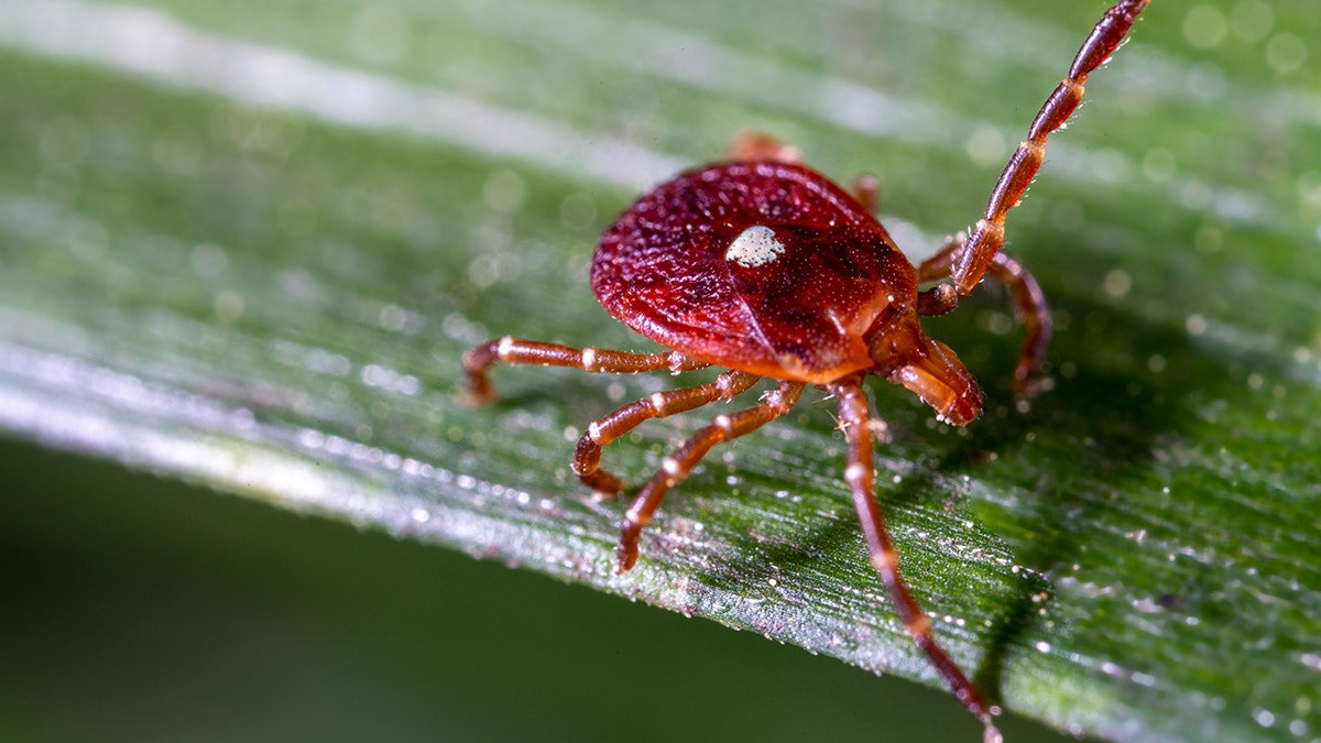 Lone Star Tick on a leaf