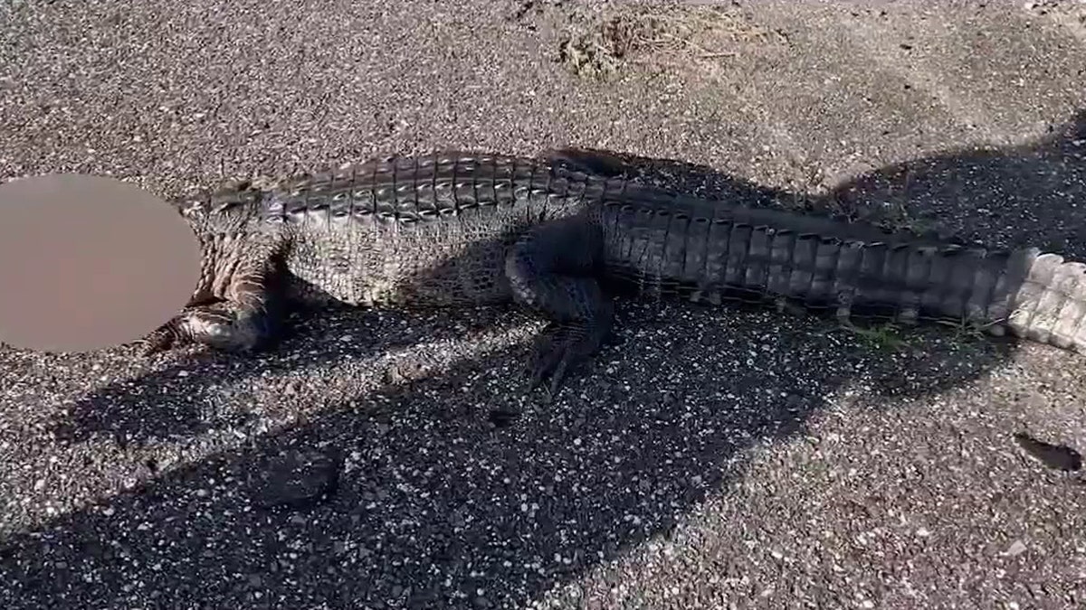 Alligator closeup