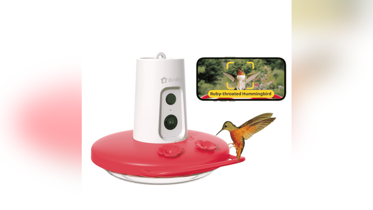 Watch birds from the comfort of your home.?