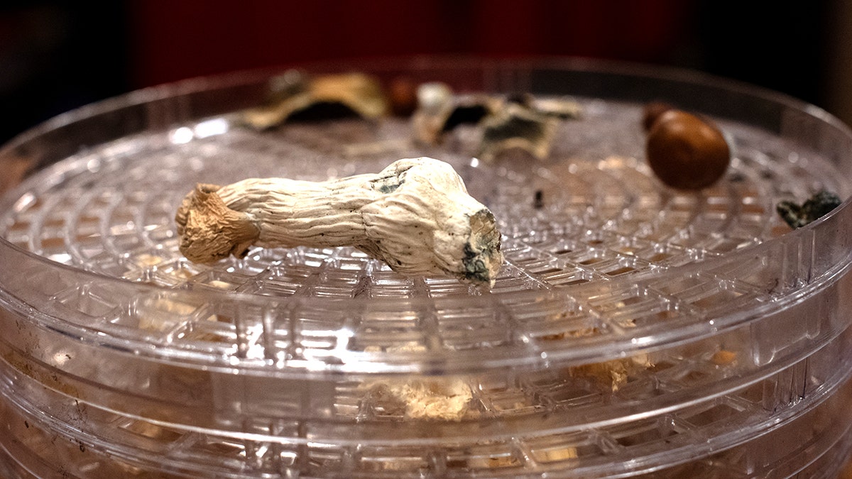 Drying "Gorilla Wizard" It is placed in a dehydrator tray along with other psilocybin mushrooms.