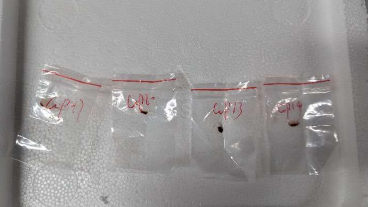 Baggies containing deadly fungus