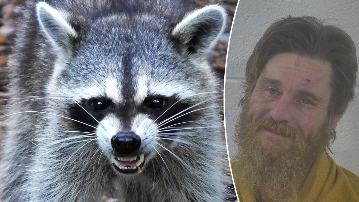 Split of a raccoon and Jonathon Mason