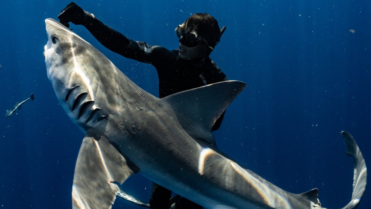 Tanner Mansell swimming with a large shark