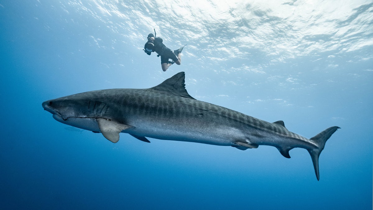 Tanner Mansell swimming above a large shark
