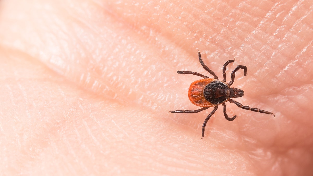 Um documento de ticks à mão