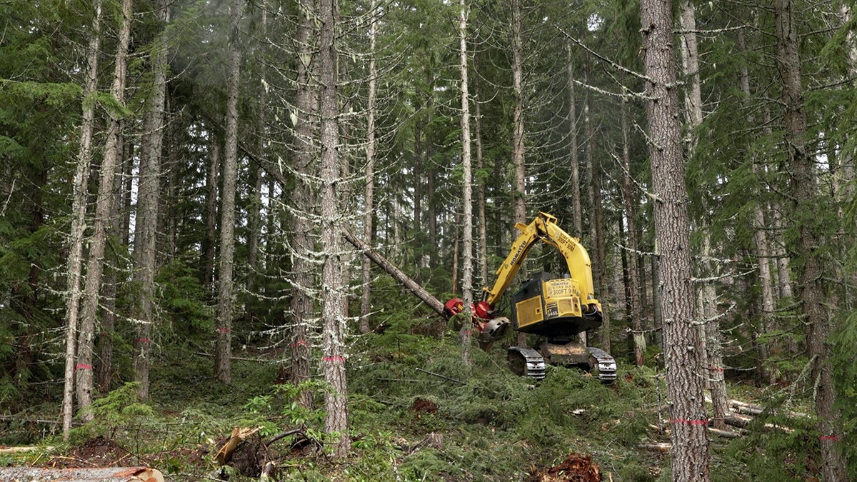 A logger uses a machine to cut and strip trees in the forest