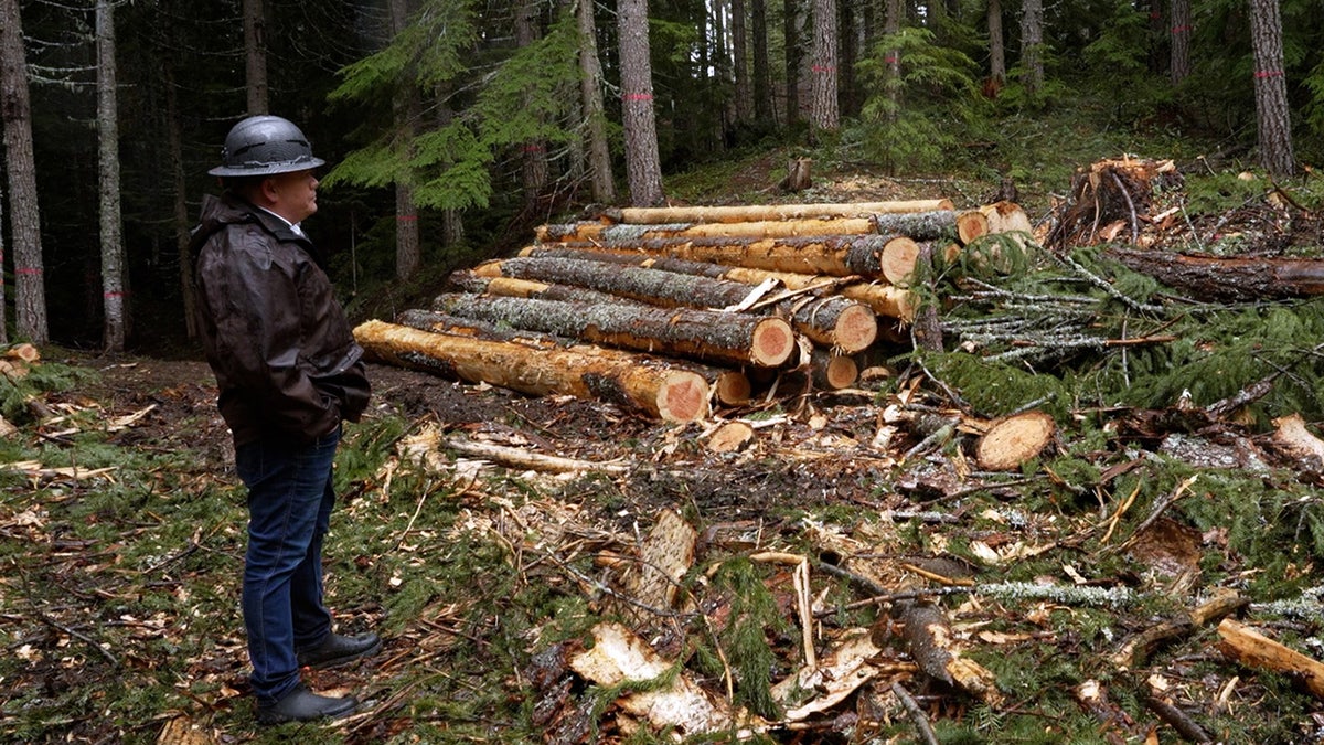 Tyler Freres stands near felled trees in forest