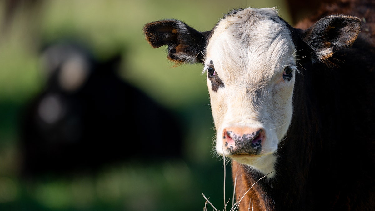 upset-cow