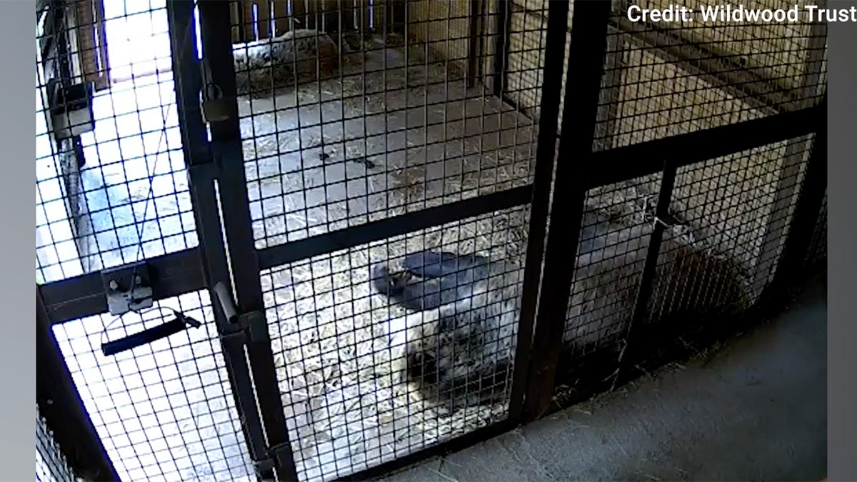 two young bears who escaped from their enclosure at a zoo in England last week were discovered in a food storage area chowing down on honey.